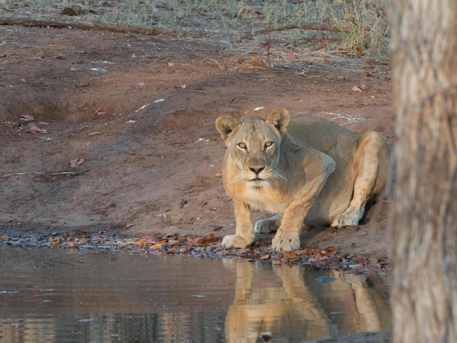 Kingly Conservation Camp Phalaborwa Exterior foto