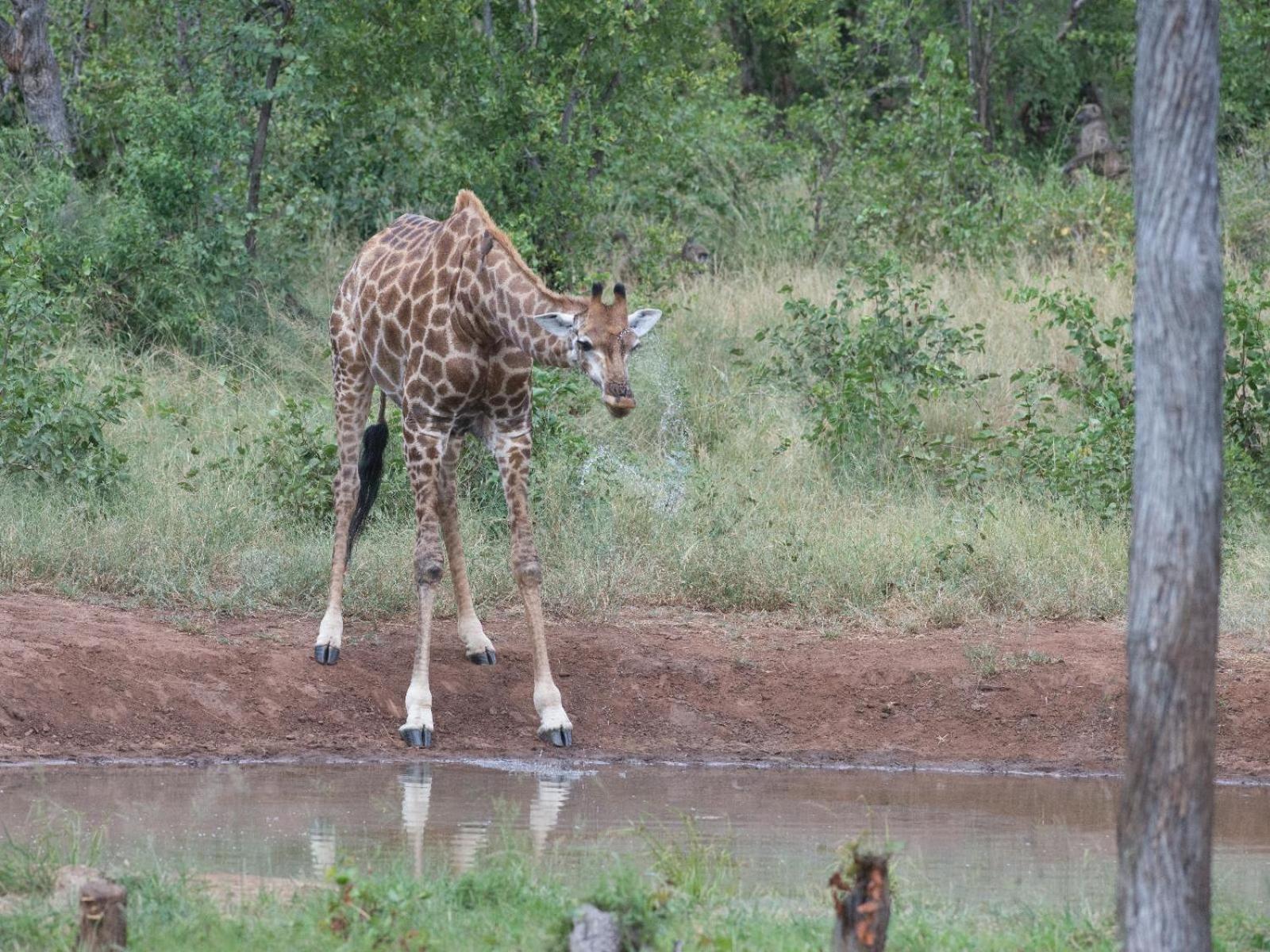 Kingly Conservation Camp Phalaborwa Exterior foto