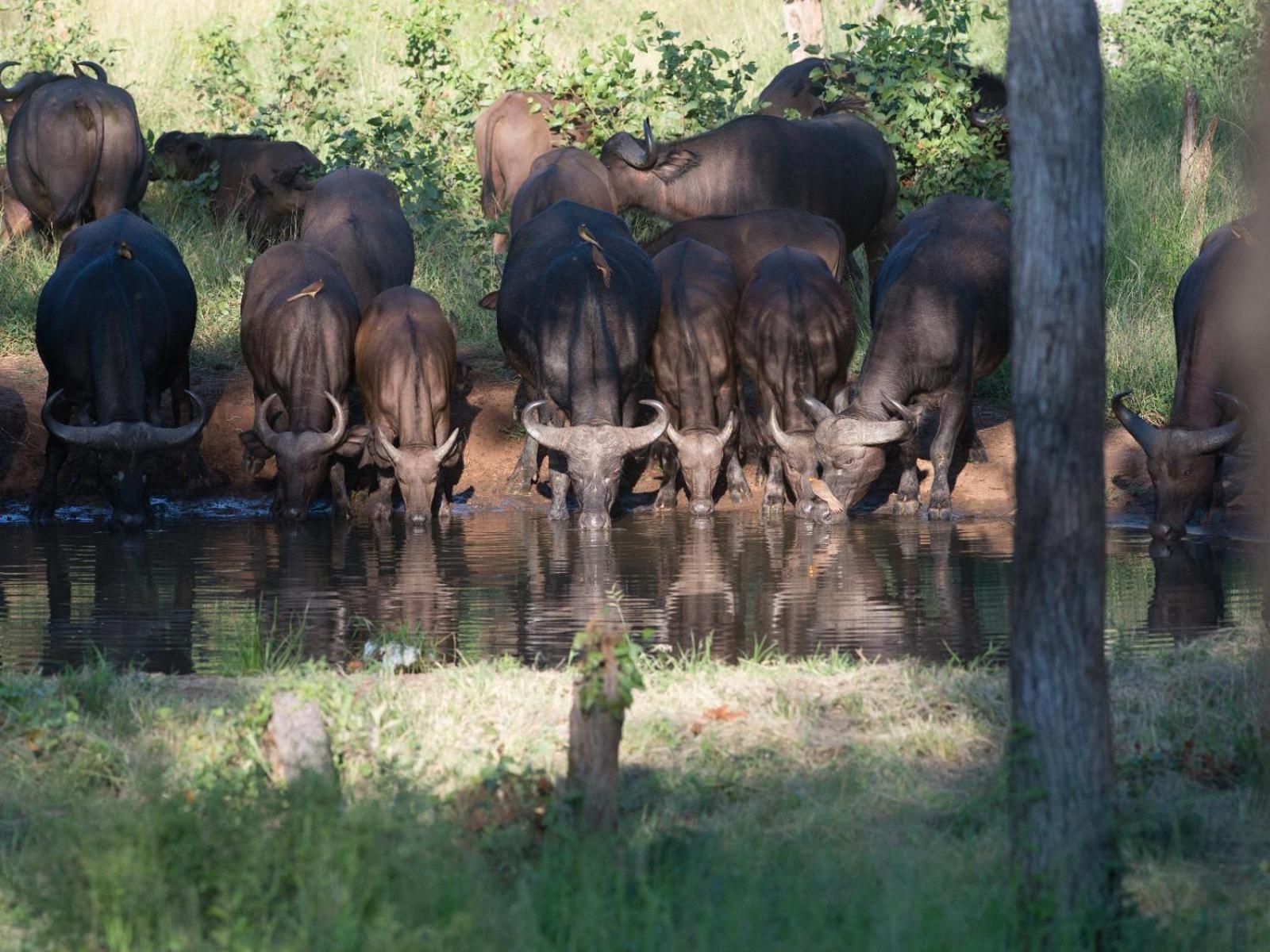 Kingly Conservation Camp Phalaborwa Exterior foto