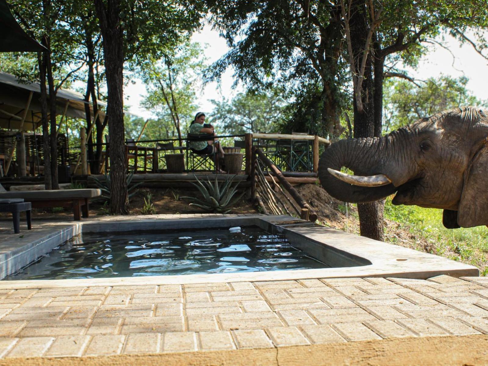 Kingly Conservation Camp Phalaborwa Exterior foto